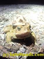 /home//u458753944/public_html/sourcegallery/////////////////////////////////////////Roxborough Toad Detour/2024/2024-04-11/P4111374.JPG